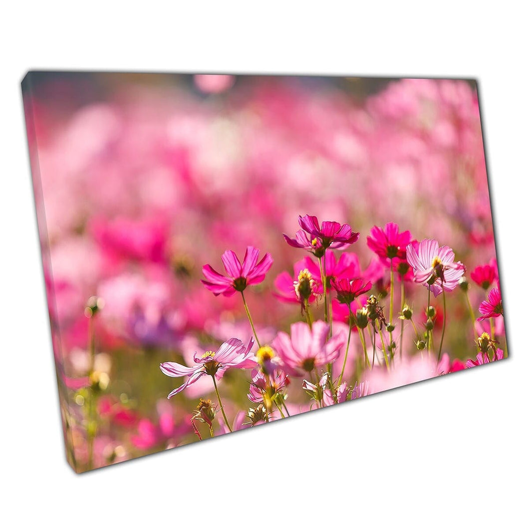 Pink Cosmos Flower Filled Field In The Summer Sun Wall Art Print On Canvas Mounted Canvas print