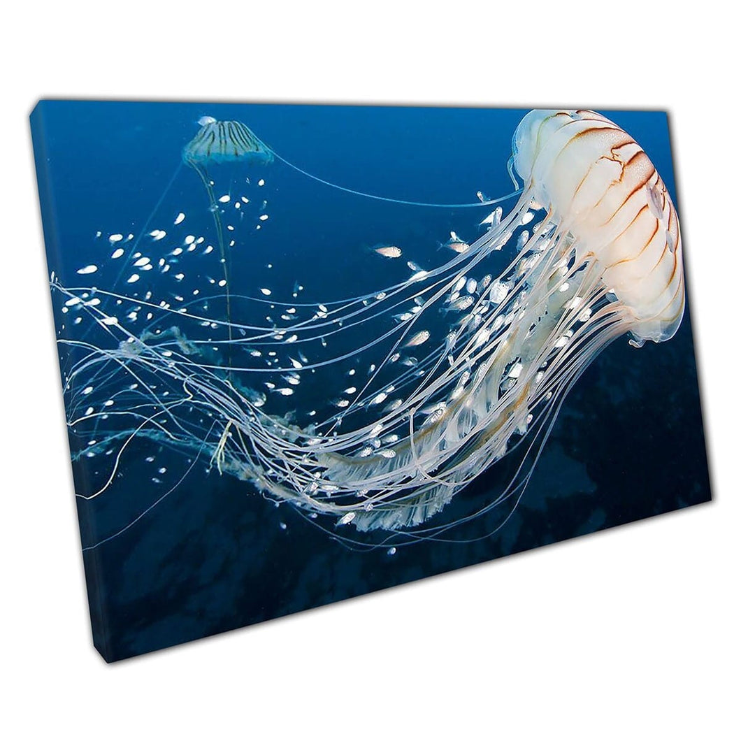Dangerous Jellyfish Being Followed By Schools Of Small Fish Deep Sea Sea Life Ocean Wall Art Print On Canvas Mounted Canvas print