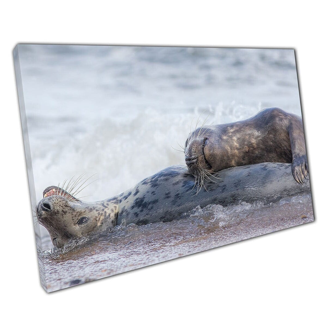 Two Happy Seals Relaxing Together In The Waves On A Beach Seashore Funny Animals Wall Art Print On Canvas Mounted Canvas print
