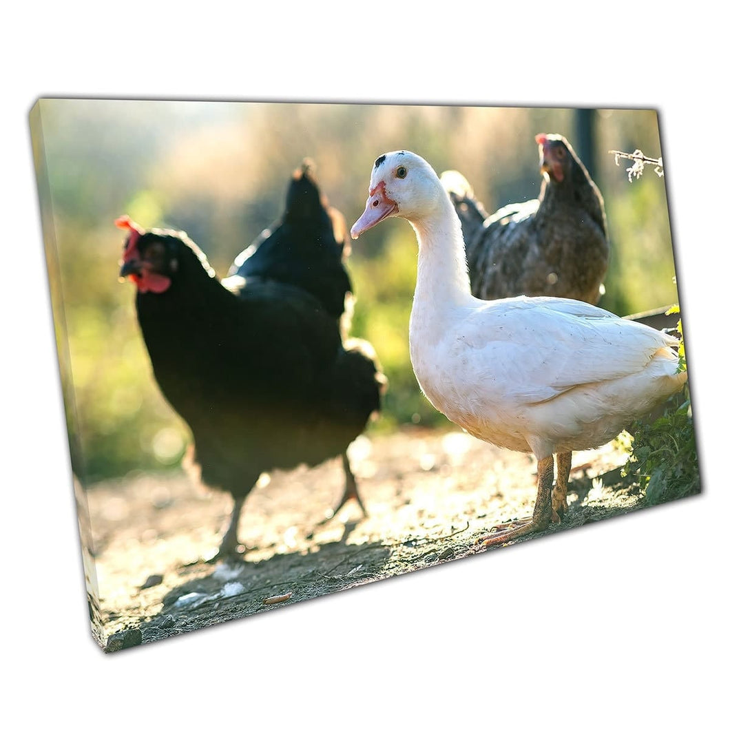 Ducks And Chickens On Rural Free Range Farmland Wall Art Print On Canvas Mounted Canvas print