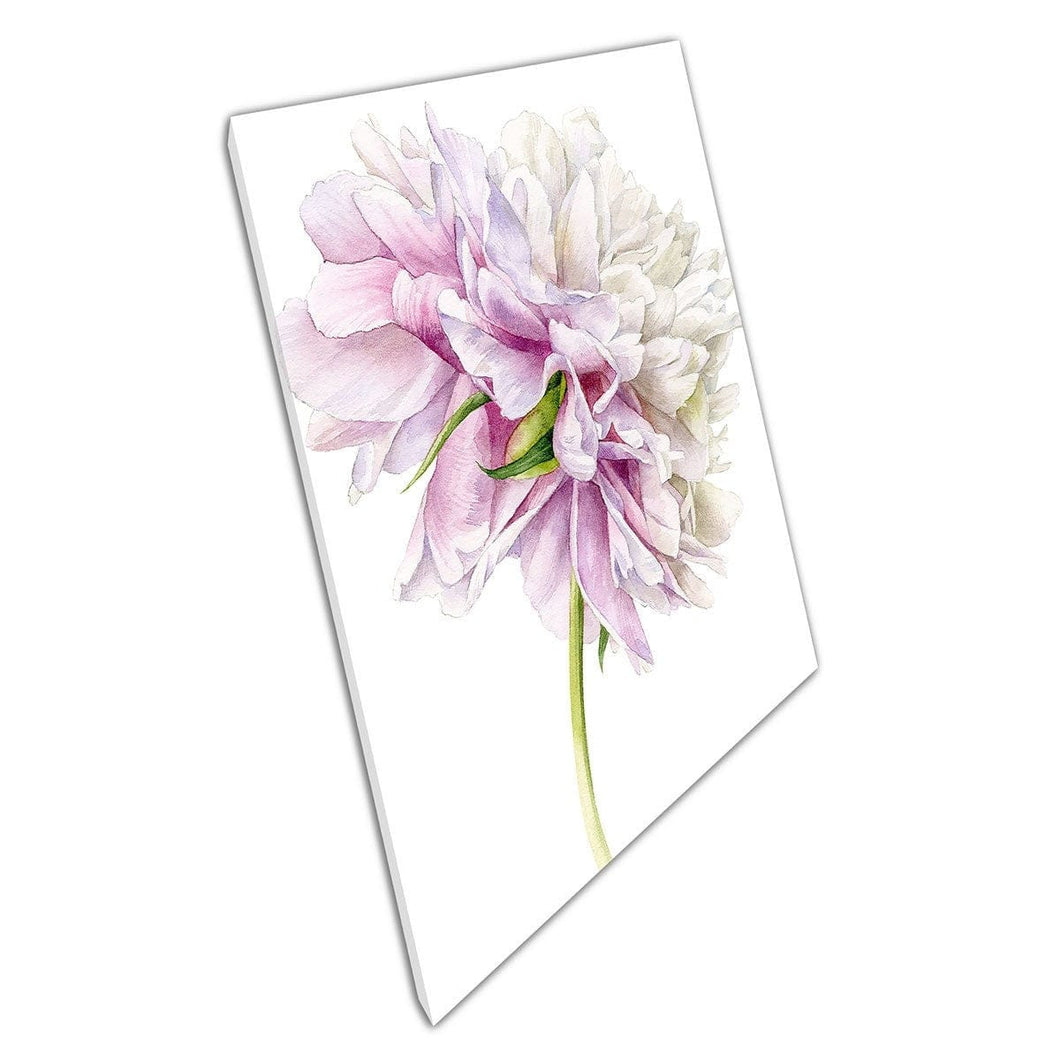 Delicate Soft White Pink Botanical Peony Flower Floral Watercolour Illustration Wall Art Print On Canvas Mounted Canvas print