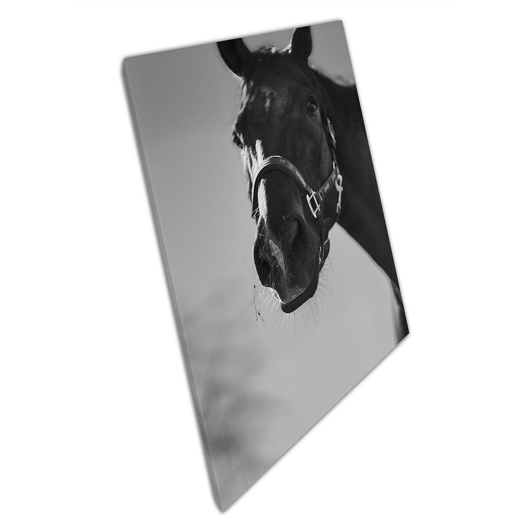 Greyscale Nature Photography Of Horse Moving Action Shot Stable Animals Wall Art Print On Canvas Mounted Canvas print
