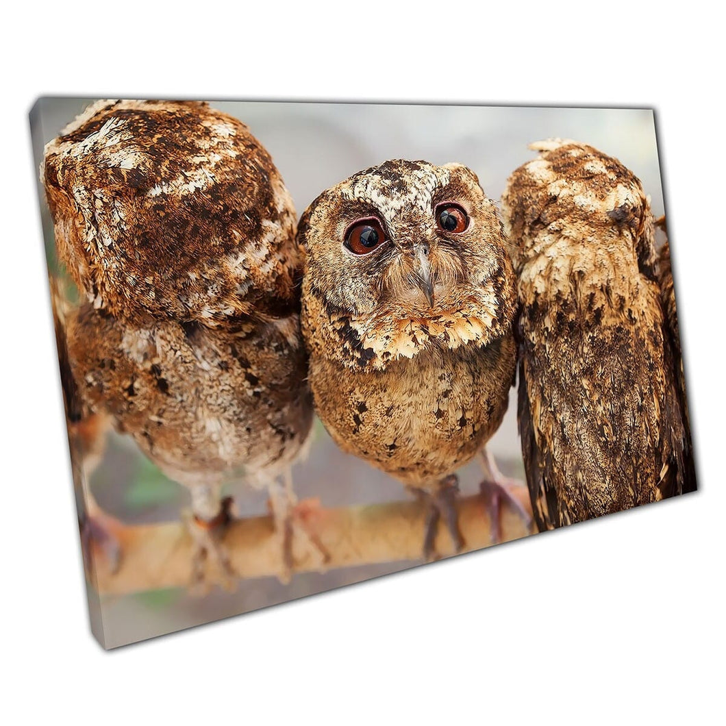 Cute Funny Curious Baby Brown Owl Perched On Branch With Siblings Wild Bird Of Prey Wall Art Print On Canvas Mounted Canvas print