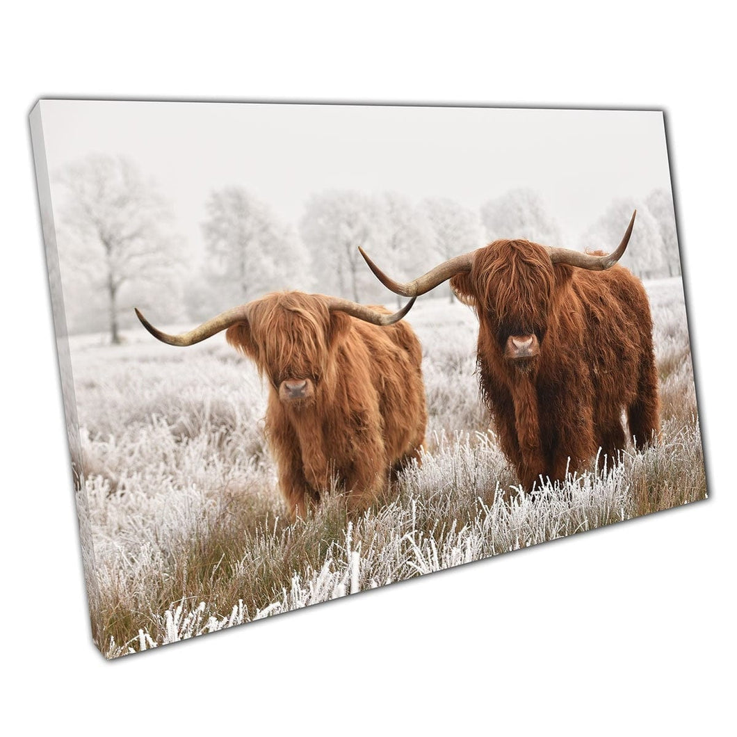 Two Hairy Scottish Highland Cows National Park Drenthe The Netherlands Animals Winter Wall Art Print On Canvas Mounted Canvas print