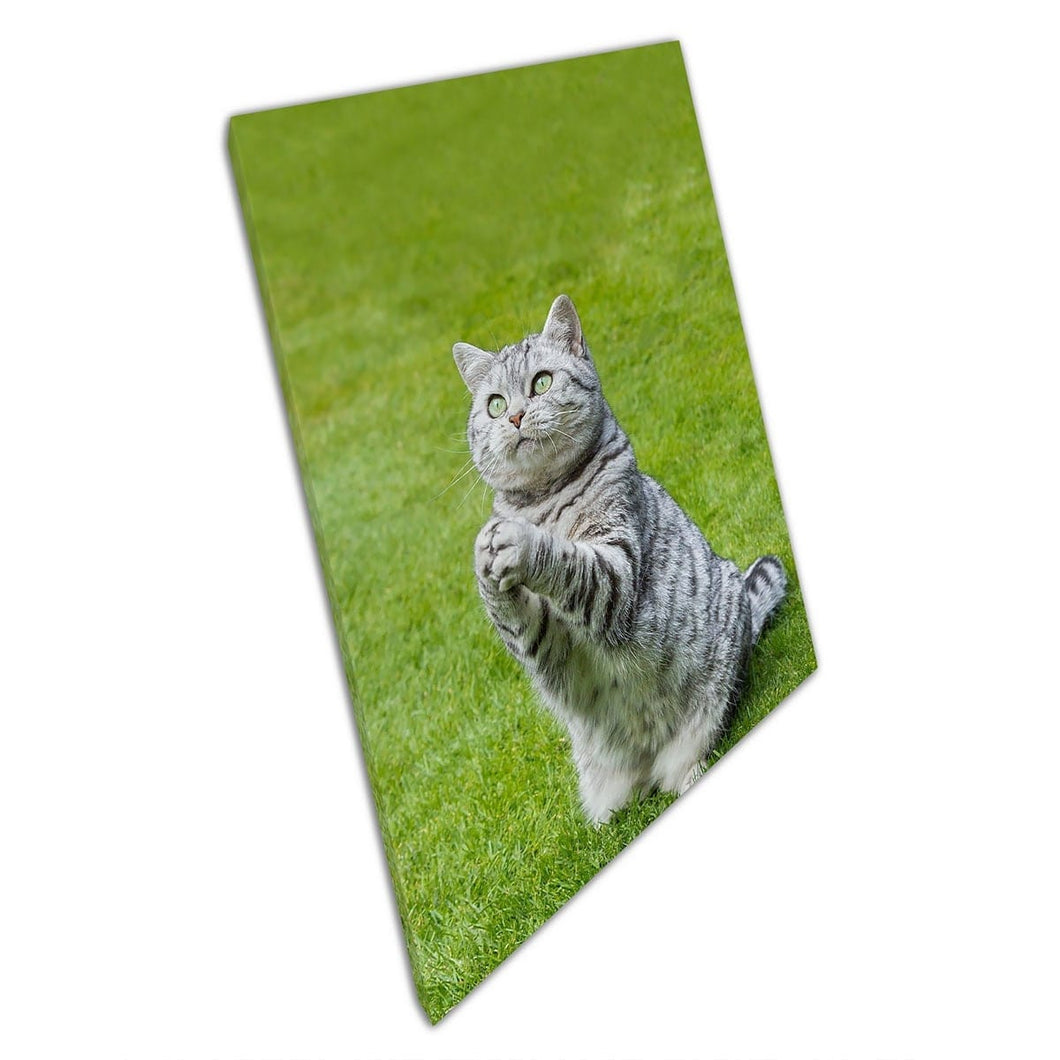 British Silver Tabby Posing On Green Grass With Paws Together Cute Pet Photography Wall Art Print On Canvas Mounted Canvas print