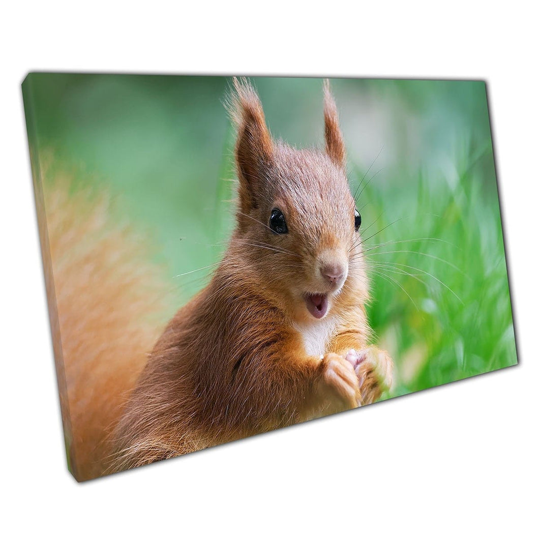 Funny Squirrel Looking Amazed Within The Thick Grass Wildlife Animal Photography Wall Art Print On Canvas Mounted Canvas print