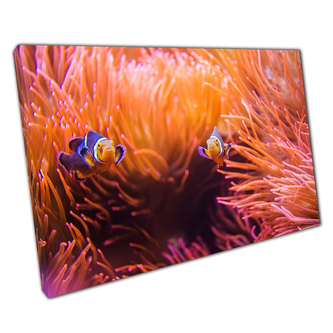 Clownfish Swimming In Anemone In Coral Reef Sea Life Wall Art Print On Canvas Mounted Canvas print