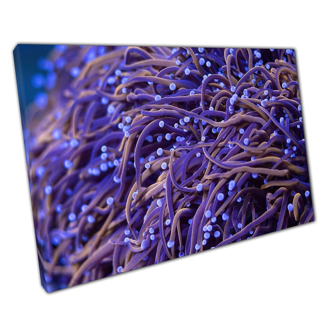 Vibrant Wiggling Purple Euphyllia Gold Torch LPS Coral Reef In Aquarium Sea Life Wall Art Print On Canvas Mounted Canvas print