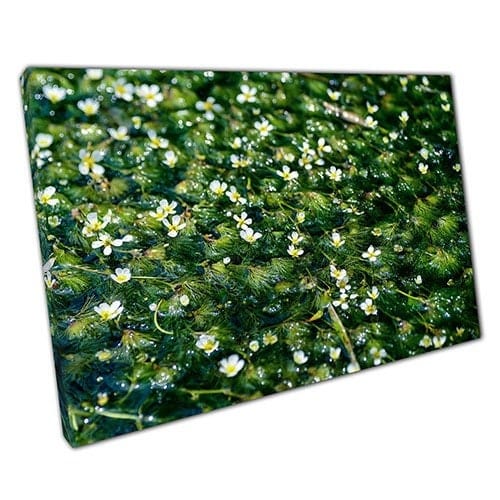 Print on Canvas Natural Water Surface Flowers Wall Art Print Mounted Canvas print