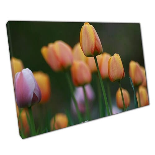 Print on Canvas Pink and Peach Spring Summer Tulips Ready to Hang Wall Art Print Mounted Canvas print
