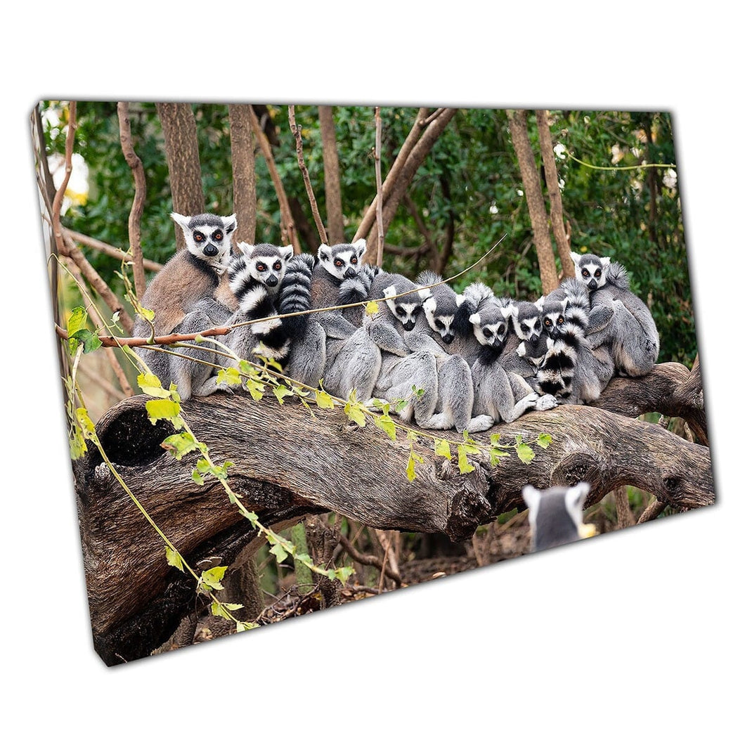 Funny Animal Group Photo Of Cute Ring-Tailed Lemurs Hugging On A Thick Tree Branch Wall Art Print On Canvas Mounted Canvas print