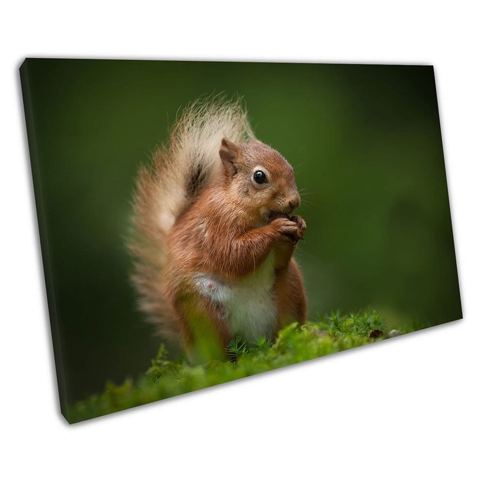 Red Squirrel eating a nut Animal wildlife art Ready to Hang Canvas Wall Art Print Mounted Canvas print
