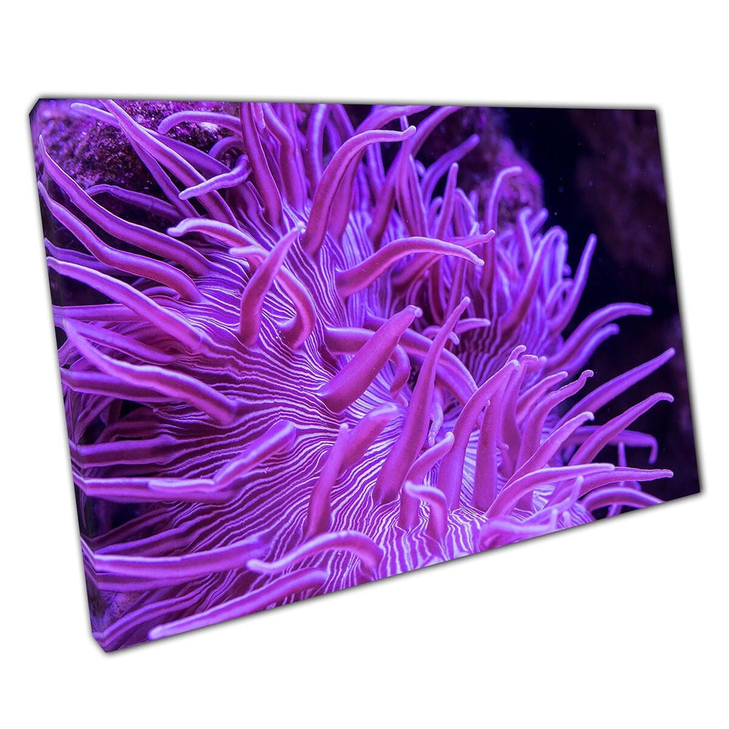 Levendig levendig paars gestreepte lange tentakel anemoon onder water leven fotografie muurkunst print op canvas gemonteerde canvas print