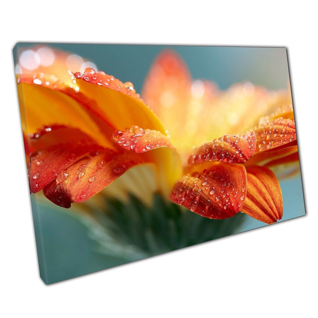 Water Droplets Orange Daisy Gerbera Flowers Photography Wall Art Print On Canvas Mounted Canvas print