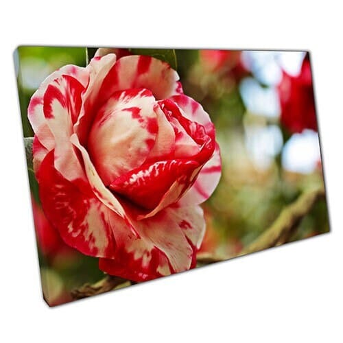 Print on Canvas White Red ROSE Ready to Hang Wall Art Print Mounted Canvas print