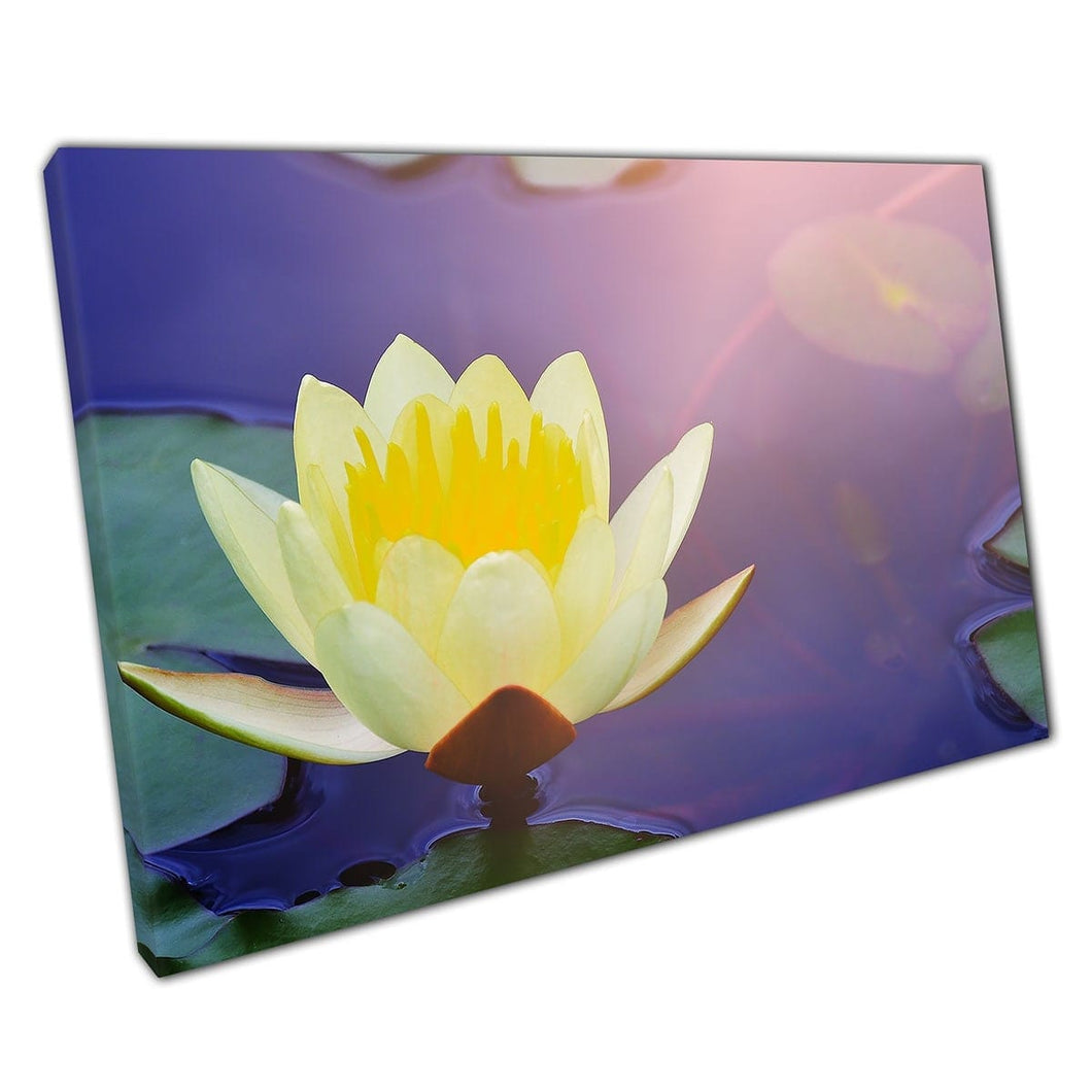 Yellow Lotus Water Lilly Blooming Rising From The Still Water In The Sun Wall Art Print On Canvas Mounted Canvas print