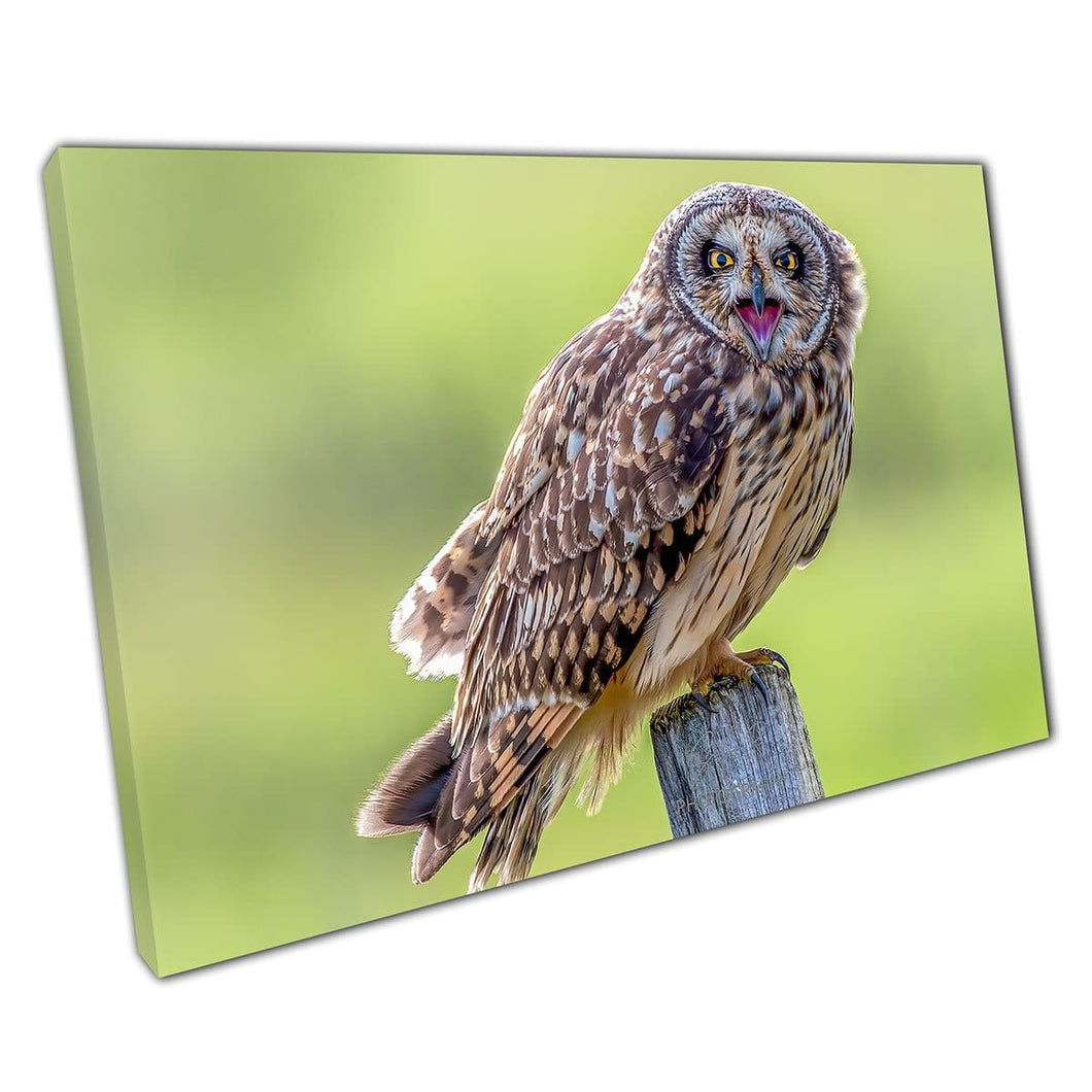 Short Eared Owl Calling Beak Open Perched On Wooden Post Funny Animal Wild Life Wall Art Print On Canvas Mounted Canvas print