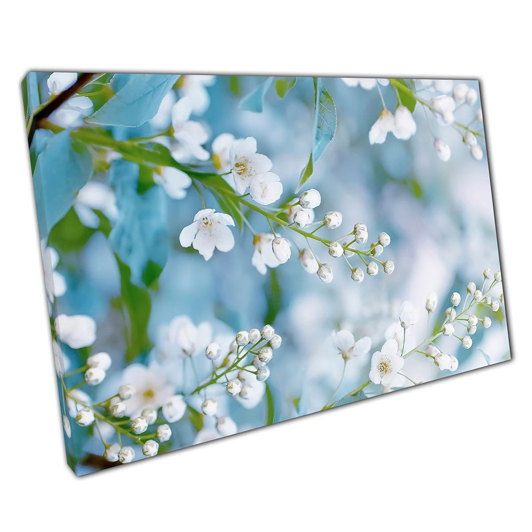 White Cherry Blossoms Blooming In Spring Soft Focus Photography Wall Art Print On Canvas Mounted Canvas print