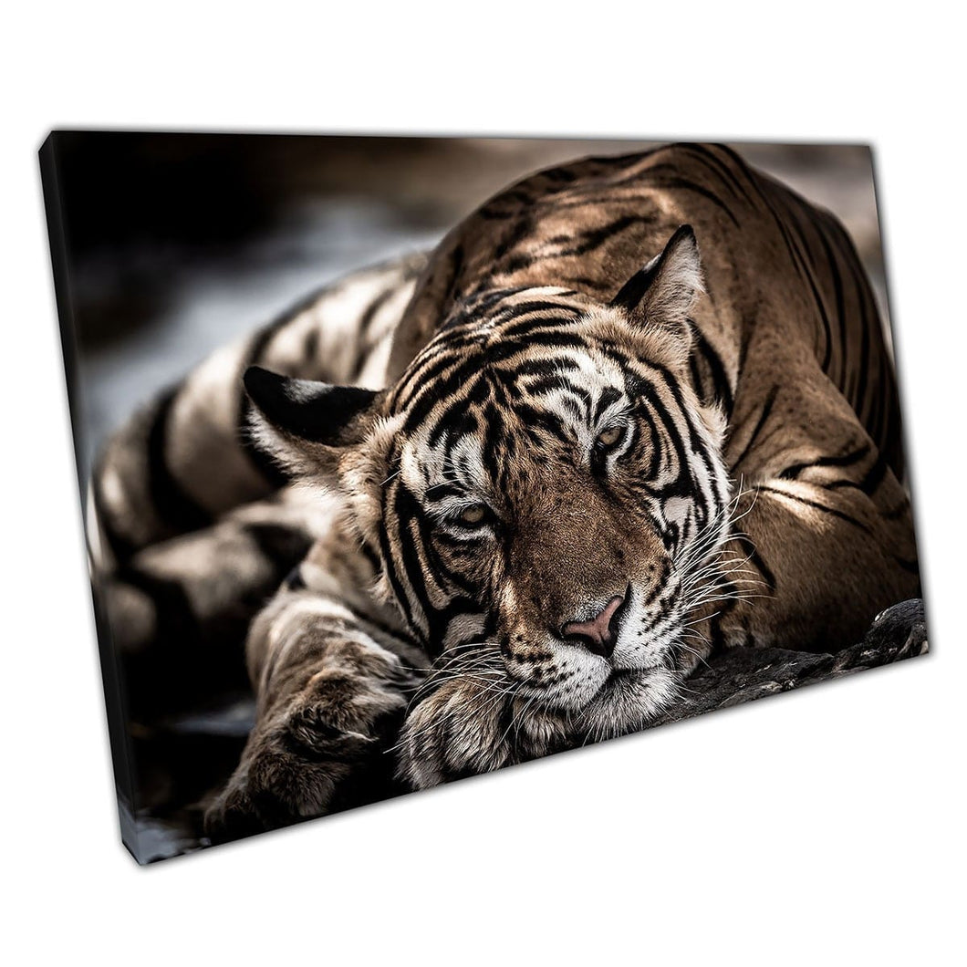 Male Bengal Tiger Resting In Tiger Reserve National Park Wall Art Print On Canvas Mounted Canvas print