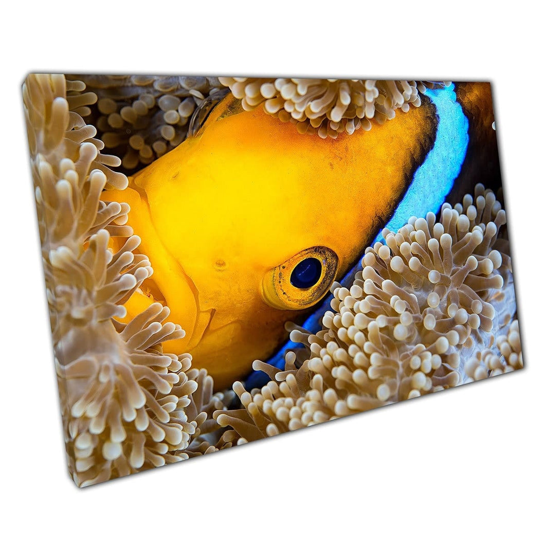 Orange-Fin Anemonefish Hiding In Carpet Anemone For Protection Sea Life Wall Art Print On Canvas Mounted Canvas print