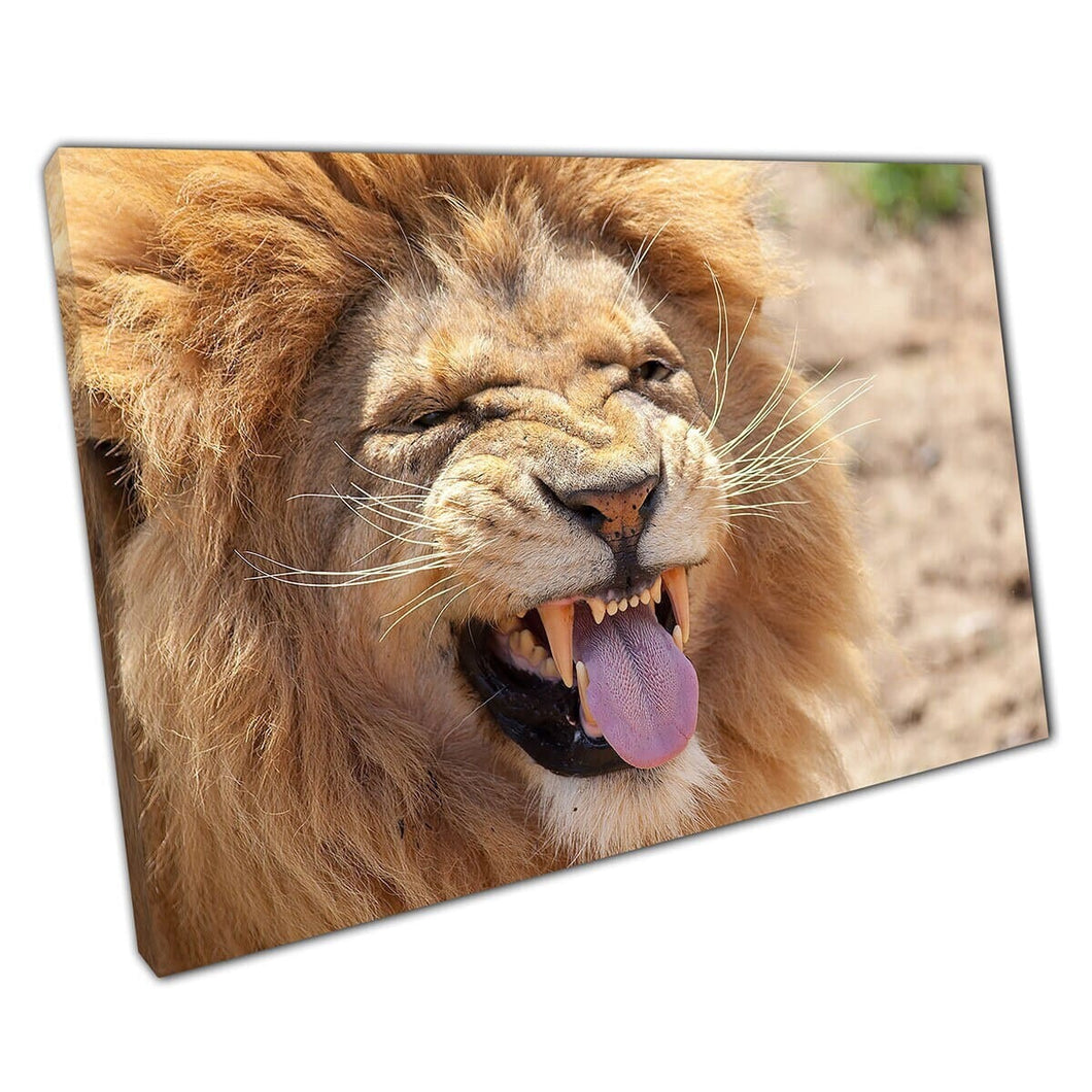 Male Lion Pulling Silly Face Sticking Tongue Out Showing Teeth Funny Wild Photography Wall Art Print On Canvas Mounted Canvas print