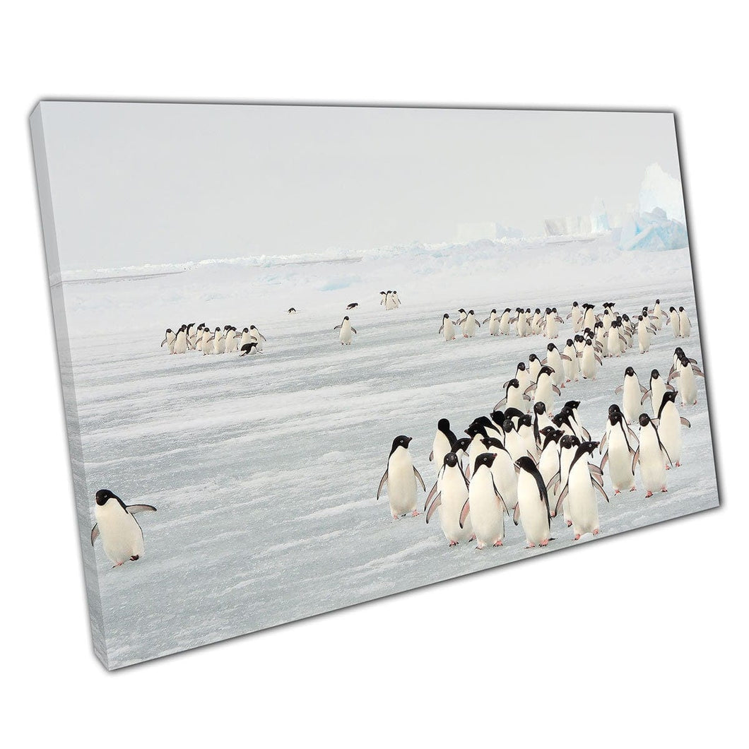 Adélie Penguin Yearly Migration South Orkney Islands Cold Stunning Wildlife Event Wall Art Print On Canvas Mounted Canvas print