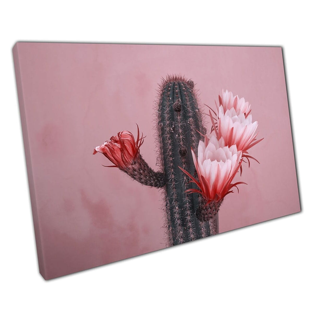 Blooming Flowering Cactus Red Pink Flower Wall Art Print On Canvas Mounted Canvas print