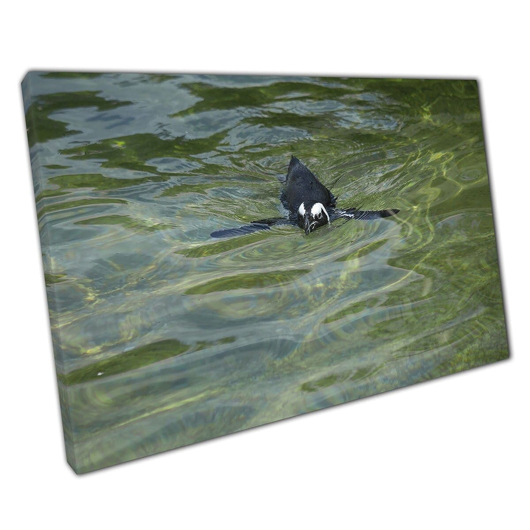 African Black Footed Penguin Happily Swimming Through The Water Wildlife Sea Life Wall Art Print On Canvas Mounted Canvas print