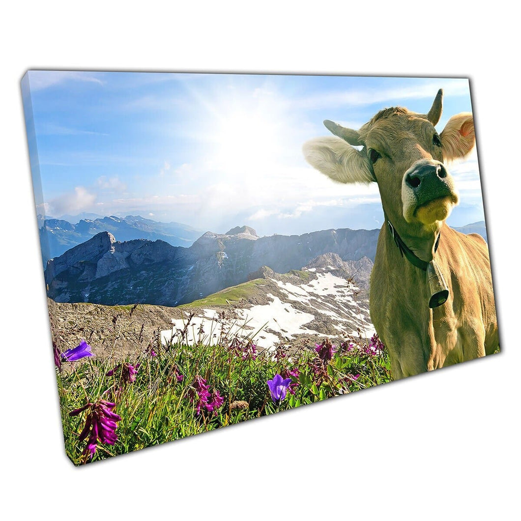 Brown Cow With Bell On Grassy Mountains In Switzerland Wall Art Print On Canvas Mounted Canvas print