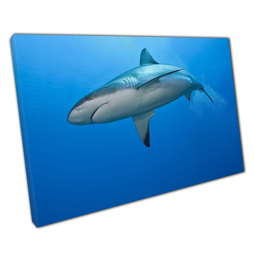 Reef Shark Swimming Through The Sea Hunting Close To Island Of Roatan Honduras Wall Art Print On Canvas Mounted Canvas print