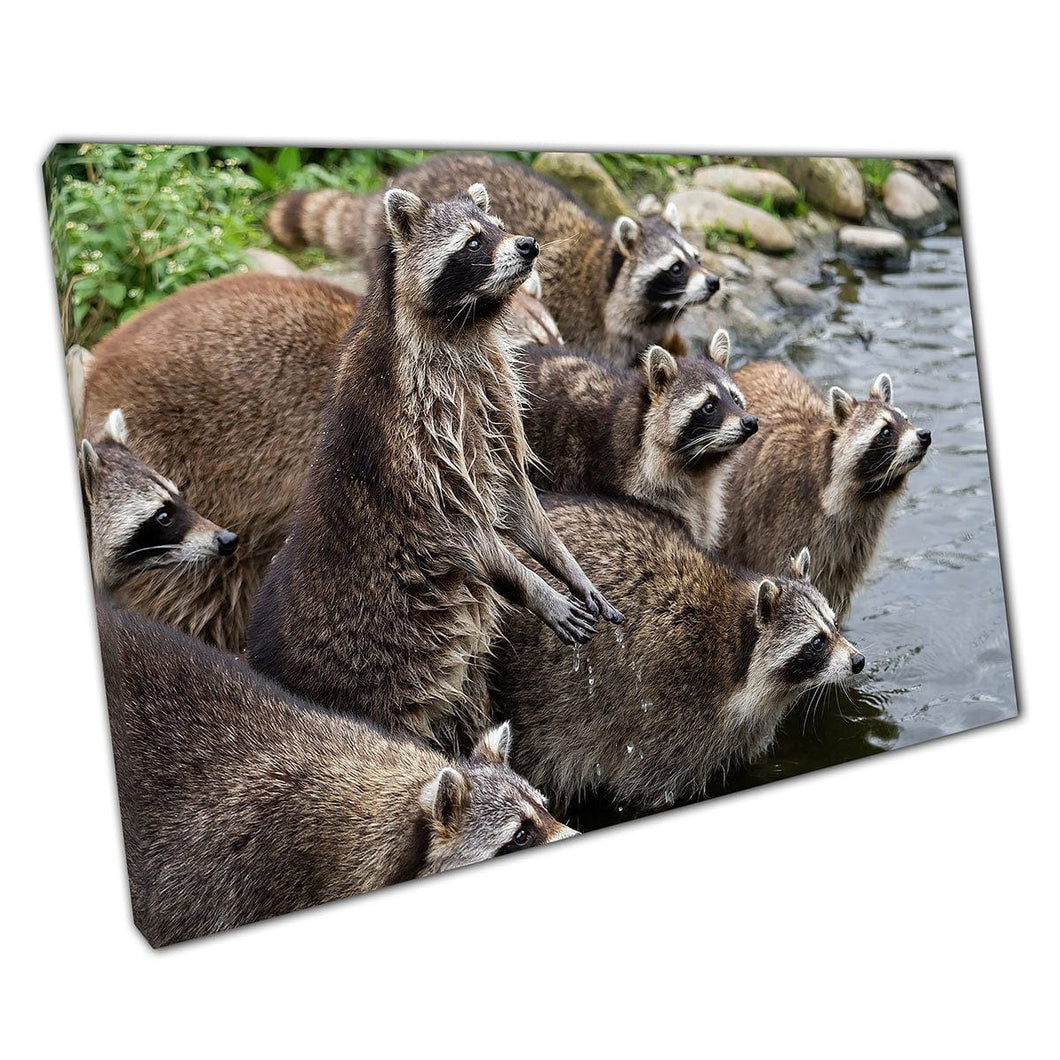 Group of Curious Attentive Raccoons Awaiting Their Food Animal Photography Wall Art Print On Canvas Mounted Canvas print