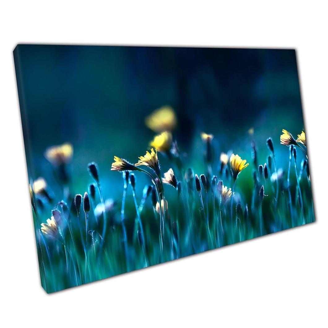 Yellow Dandelion Bulbs Starting To Bloom During Evening Sunset Artistic Photography Wall Art Print On Canvas Mounted Canvas print