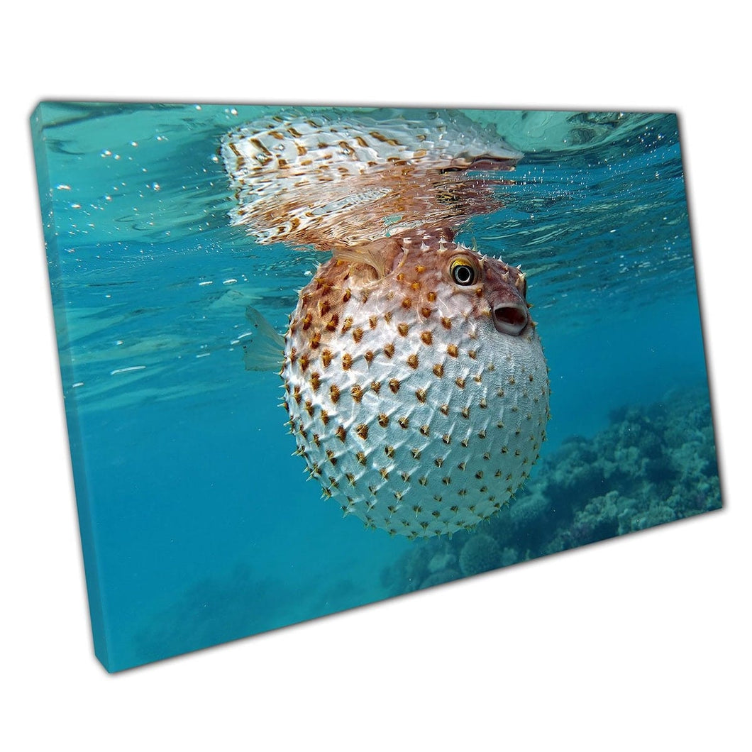 Yellow Spotted Pufferfish Near The Water Surface Sea Life Marine Life Photography Wall Art Print On Canvas Mounted Canvas print