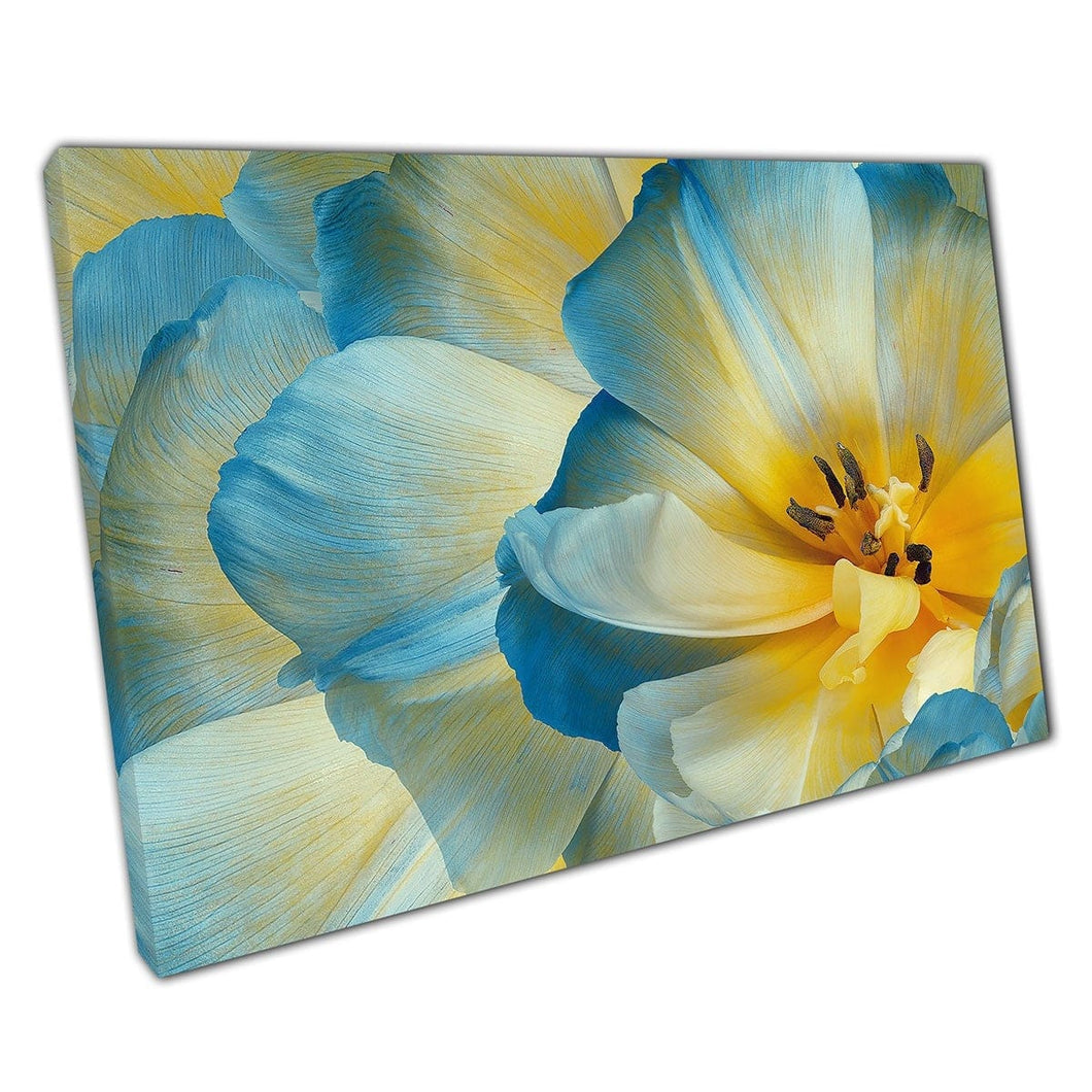 Yellow Blue Tulip Flowers In Bloom Macro Detailed View Wall Art Print On Canvas Mounted Canvas print