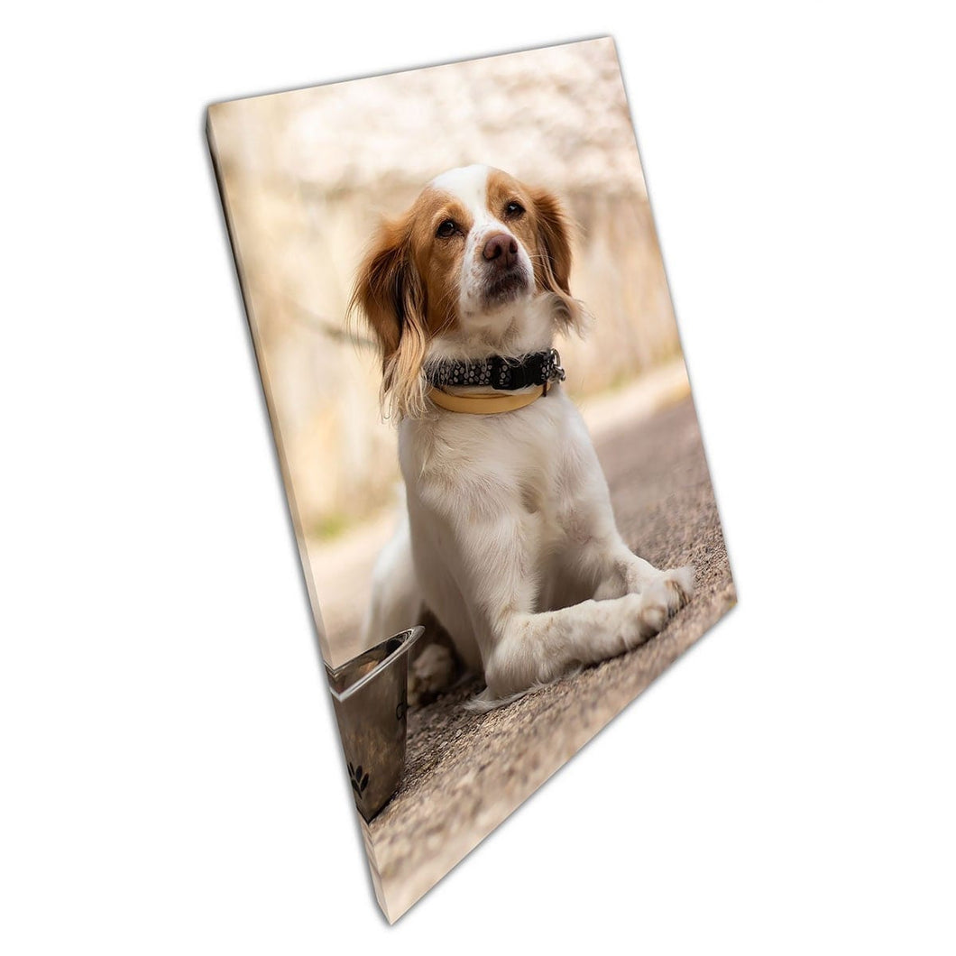 Friendly Kokoni Dog Posing For The Camera In Athens Greece Animal Photography Wall Art Print On Canvas Mounted Canvas print