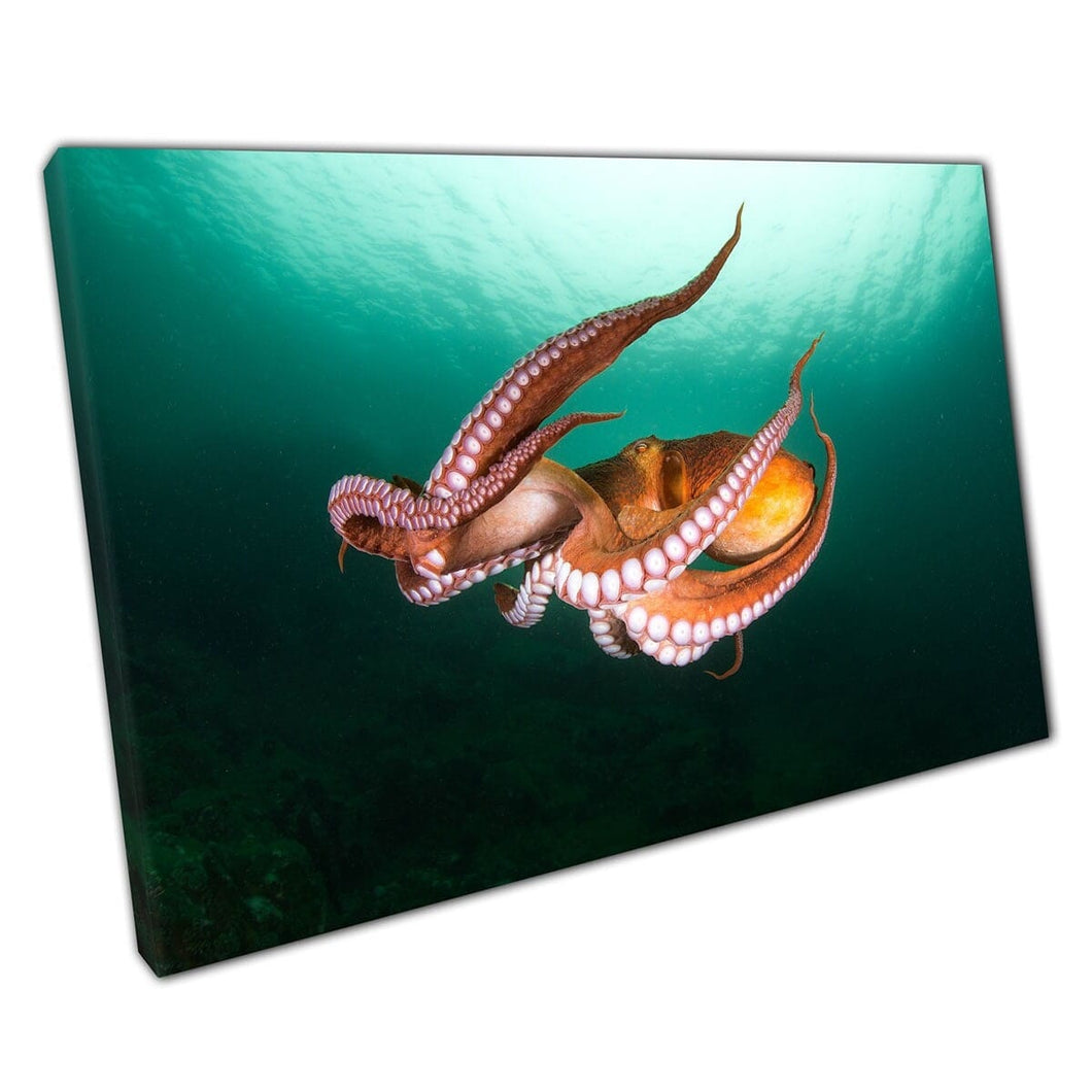 Orange Octopus Swimming Through Deep Green Blue Waters Sea Life Ocean Photography Wall Art Print On Canvas Mounted Canvas print