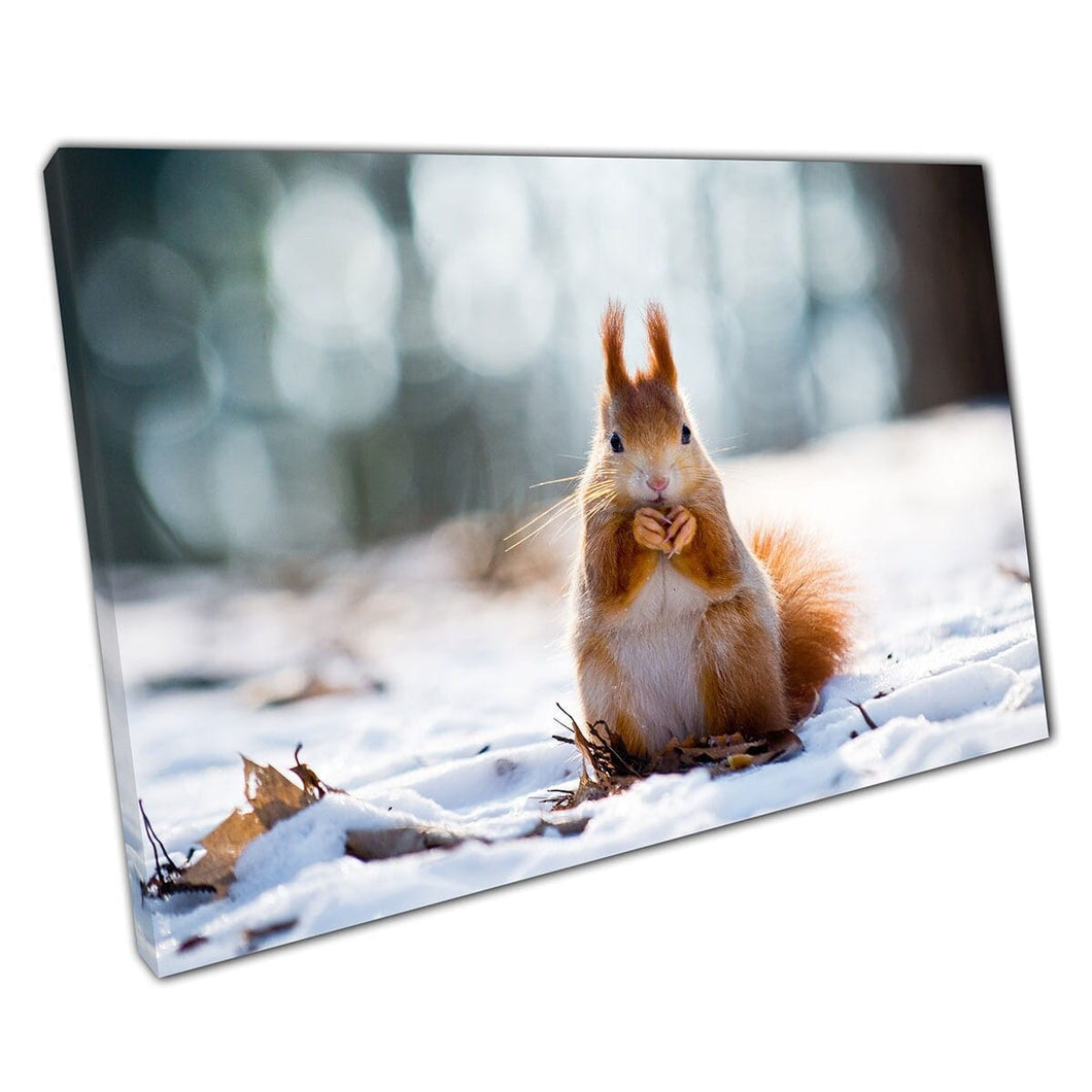 Adorable Red Squirrel Eating Nuts In A Winter Forest Woodland Wild Animal Photography Wall Art Print On Canvas Mounted Canvas print
