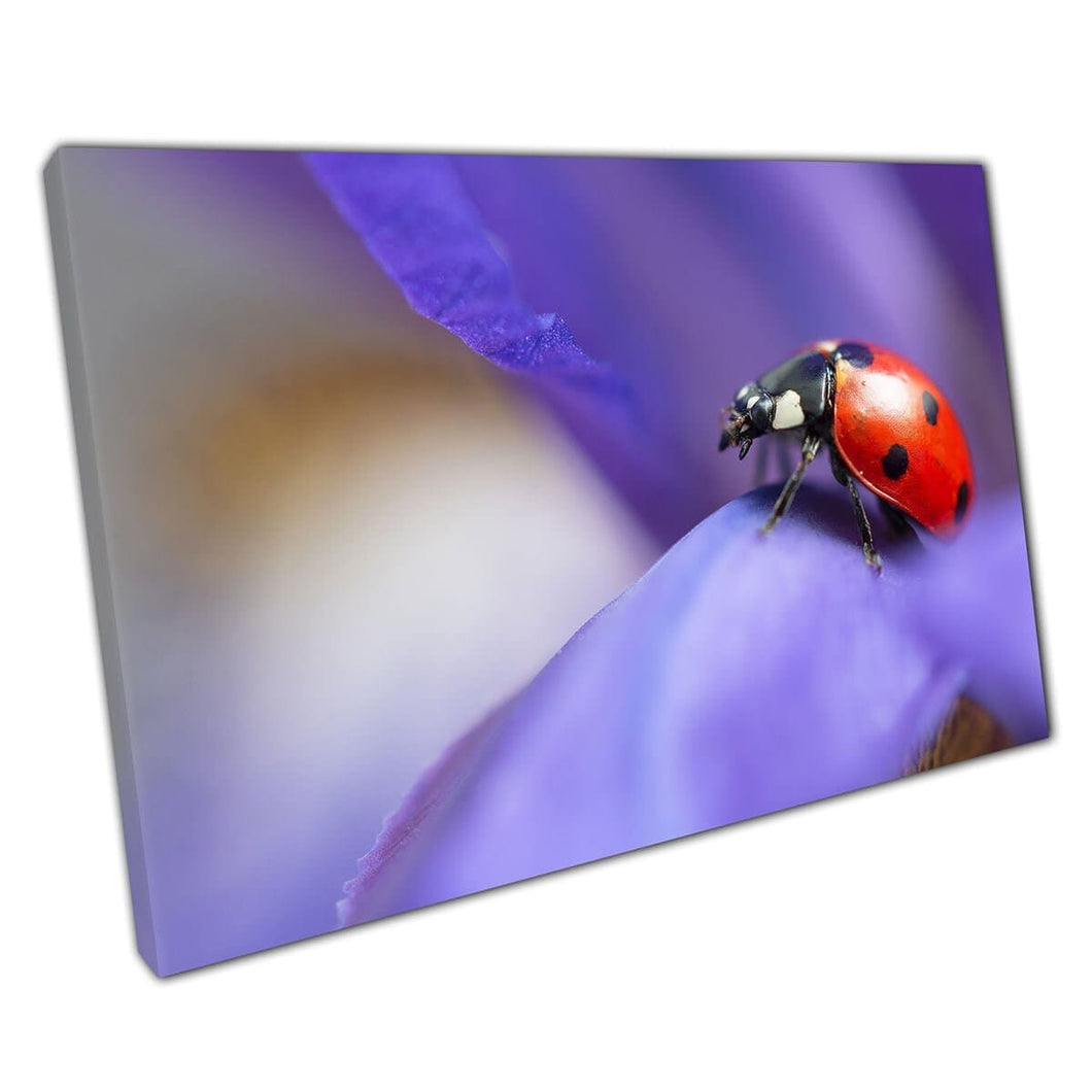 Red Ladybird Ladybug Careful Crawling On A Beautiful Purple Violet Flower Petal Wall Art Print On Canvas Mounted Canvas print
