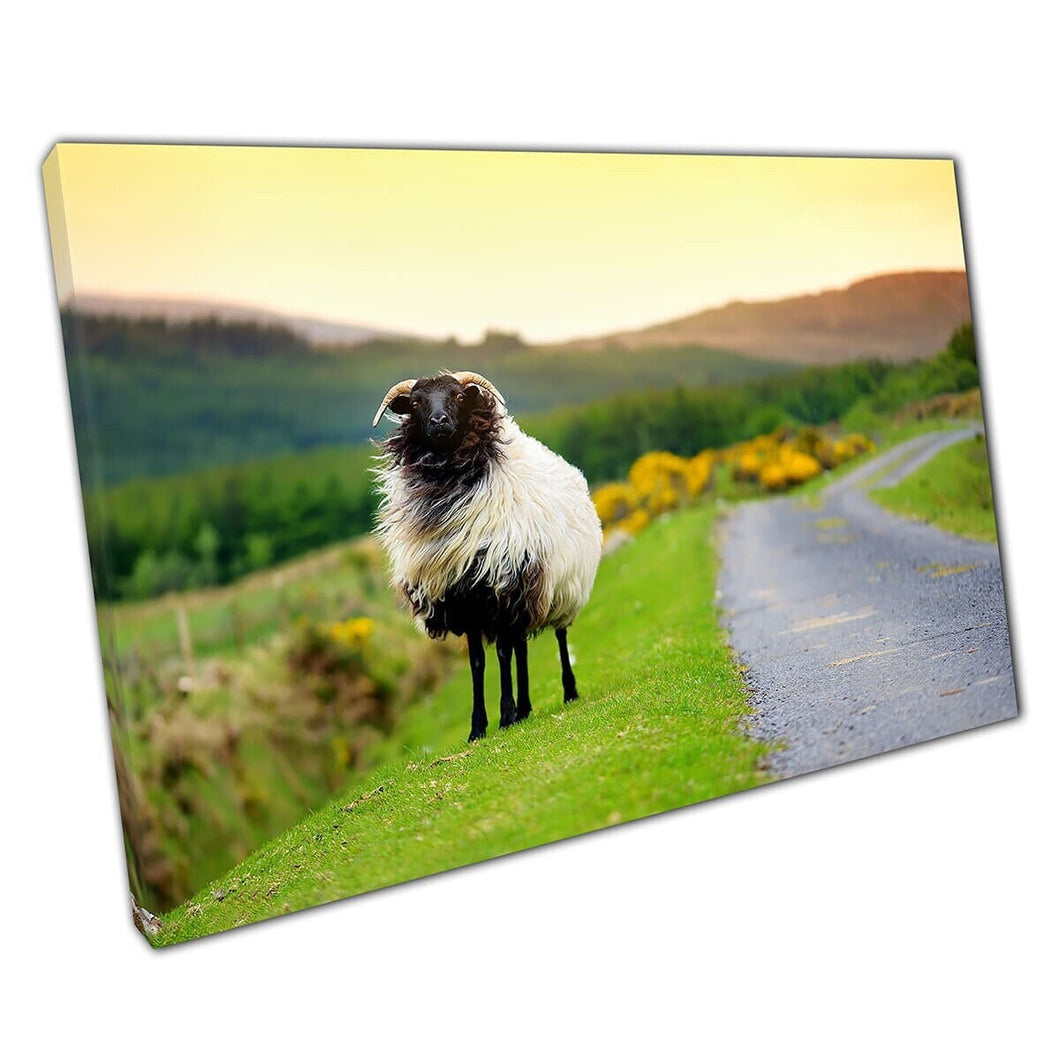 Fluffy Sheep Grazing By The Side Of A Path In Ireland Wall Art Print On Canvas Mounted Canvas print